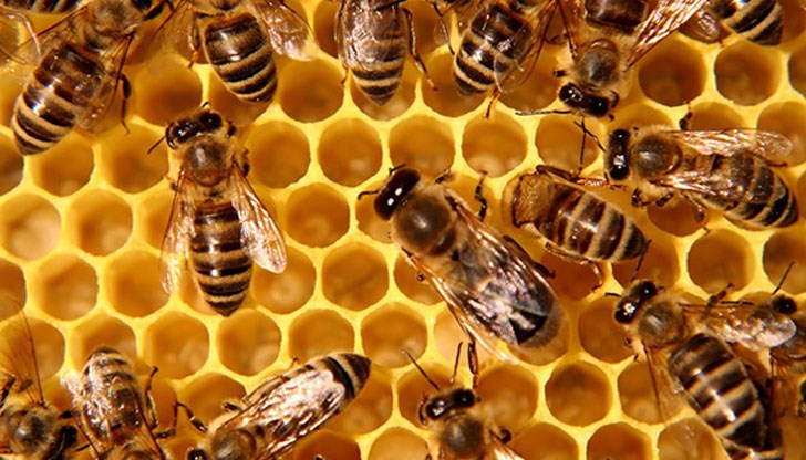 Става въпрос за три вида неоникотиноиди – препарати за растителна защита, които са изключително токсични за пчелите, дивите животни, птиците и морските видове, но въпреки това са били одобрени за употреба