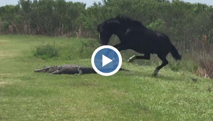 Невероятният бой между животните бе заснет случайно