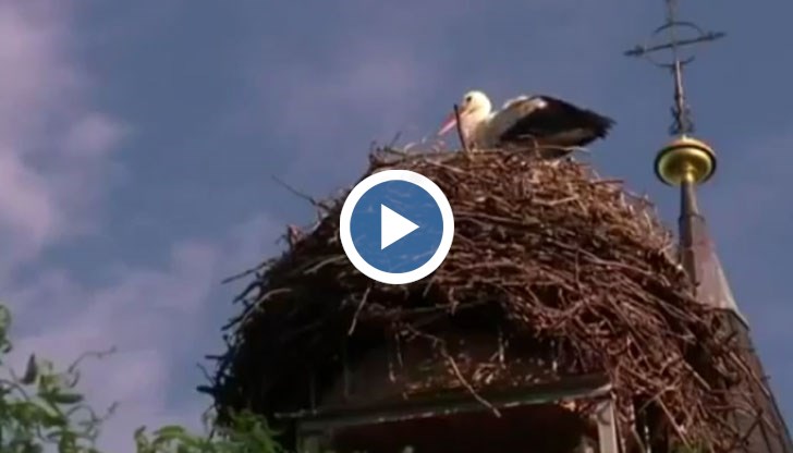 Птицата се дразни от тъмните коли и кълве покривите им