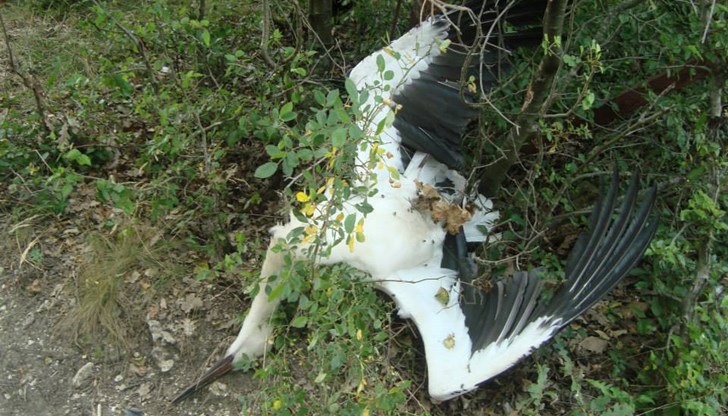 Птицата е простреляна с пневматична пушка / Снимката е илюстративна Птицата е простреляна с пневматична пушка / Снимката е илюстративна