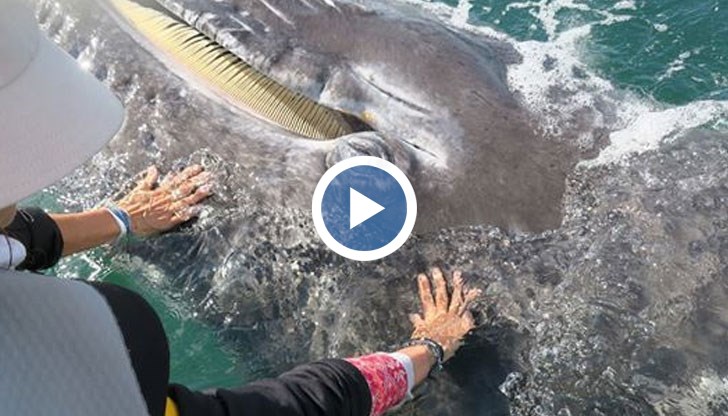 Големият кит сам е изтикал малкото му към лодката, където са туристите