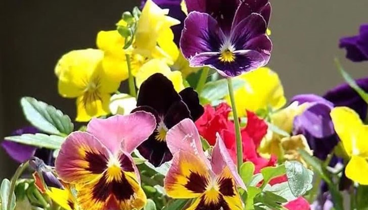 Денят е празник на цветята и цъфтежа, а според старите български обичаи имен ден празнуват всички, носещи имена на цветя, растения, храсти и дървета