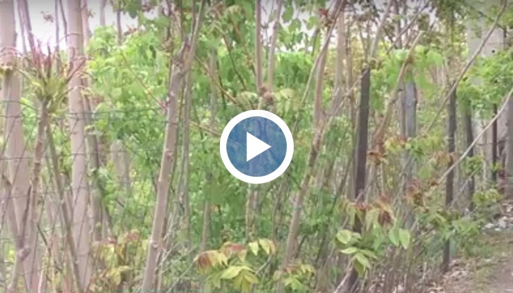 Русенци живеещи край бившия завод "Петър Караминчев" искат мястото да се облагороди