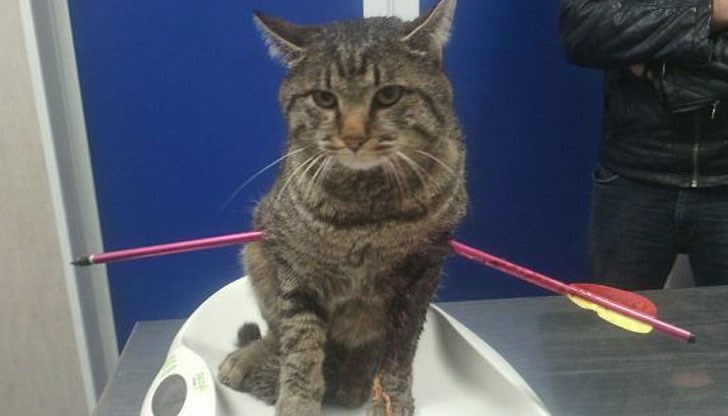 Стрелата е засегнала белите дробове на котето, въпреки операциите Тигър е в тежко състояние