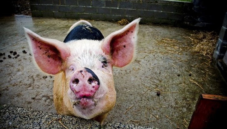 Това, с което свинският модел на Кой се гордее най-много – власт над словото – ще се окаже негов гробар