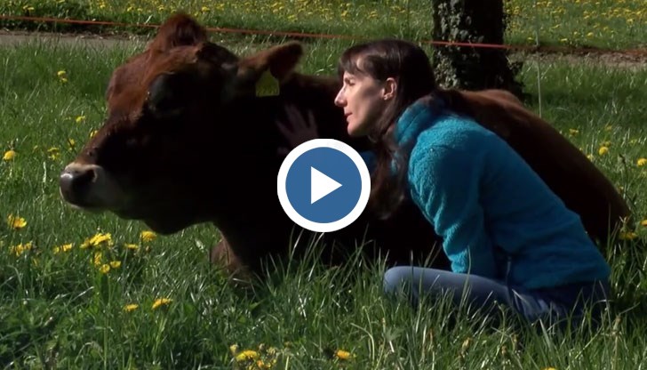 Ферма предлага нова услуга - прегръдки с крави