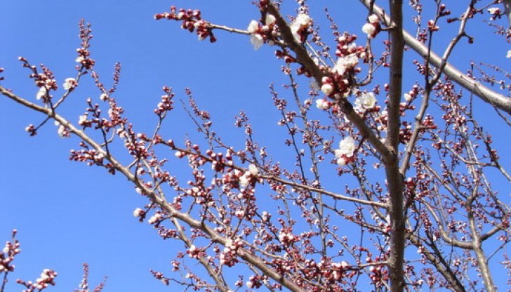 Тази сутрин ще е студено с минимални температури от минус 3° до 2° Тази сутрин ще е студено с минимални температури от минус 3° до 2°