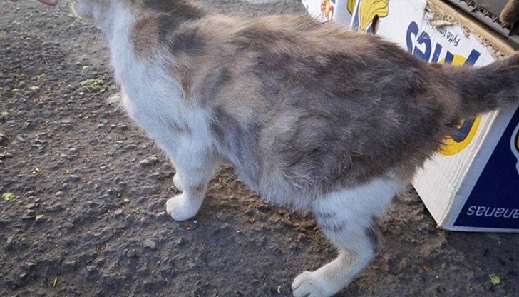 Едното ухо на животинчето е срязано – метод, с който се сигнализира това, че то е преминало през задължителна стерилизация