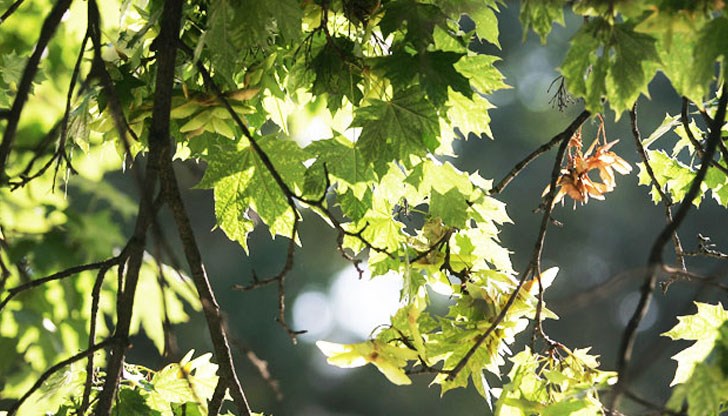 Температурите достигат 24°, хвърляйте дебелите дрехи Температурите достигат 24°, хвърляйте дебелите дрехи