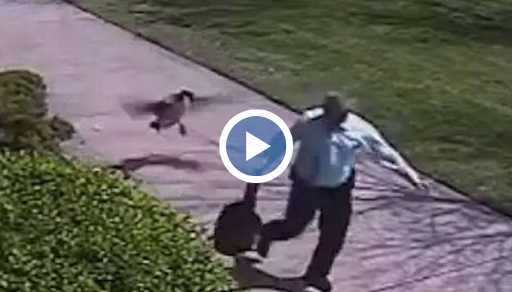Побеснялата птица събори полицая на земята, който всячески се опитва да се спаси