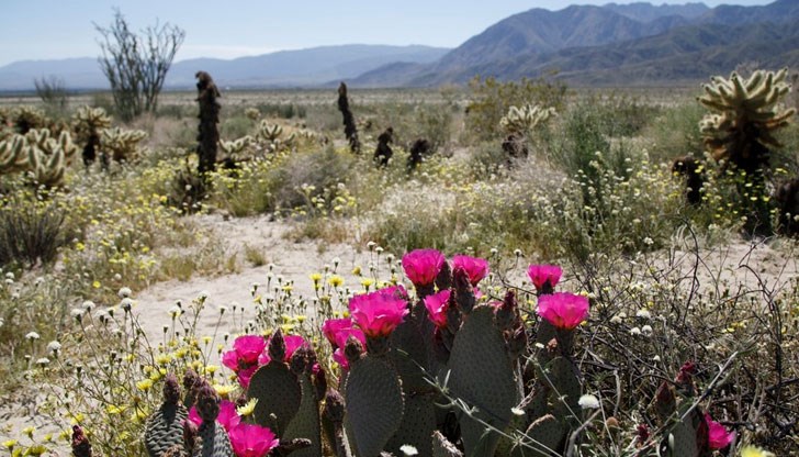 Такъв цъфтеж има веднъж на 10 години