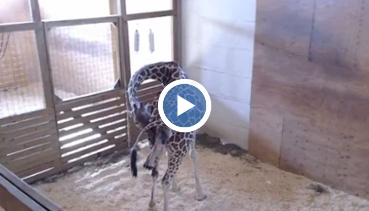 Бащата също е изгледал раждането от своята клетка