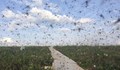 Милиарди комари готови да смучат кръв