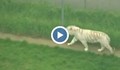 Тигър уби служителка на зоопарк