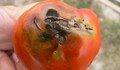 Ядем опасни домати от Албания