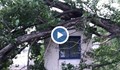 Огромно дърво рухна върху кабинка на митничари