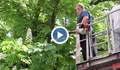 Секат клони, за да улеснят видеонаблюдението в Русе