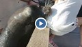 Тюлен нападна малко момиченце