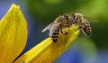 90% от пчелите измират