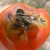 Ядем опасни домати от Албания