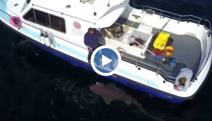 26-годишен рибар хвана най-голямата акула в Европа