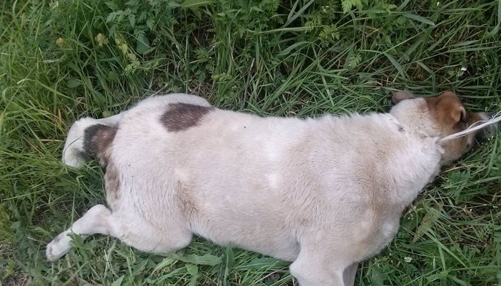 Бела вече няма да ни посреща пред магазина с въртяща опашка