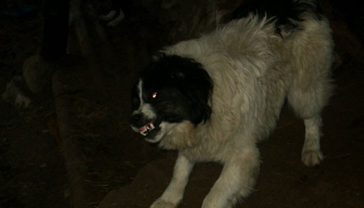 Инцидентът станал в петък следобед в село Червен