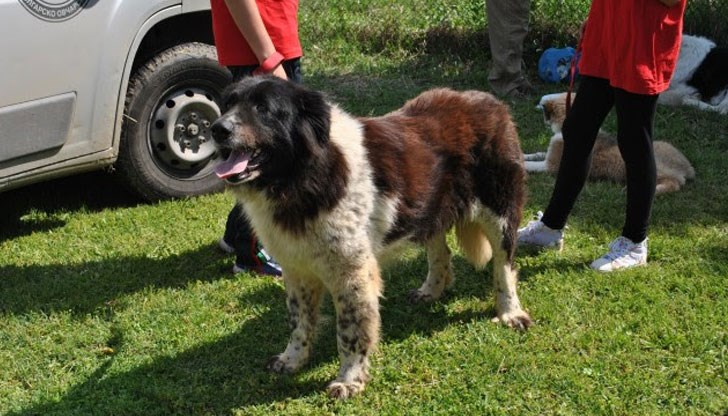 Събитието беше част от празничната програма по повод Деня на град Русе и в него се включиха участници от Русе, Монтана, Видин и Пловдив