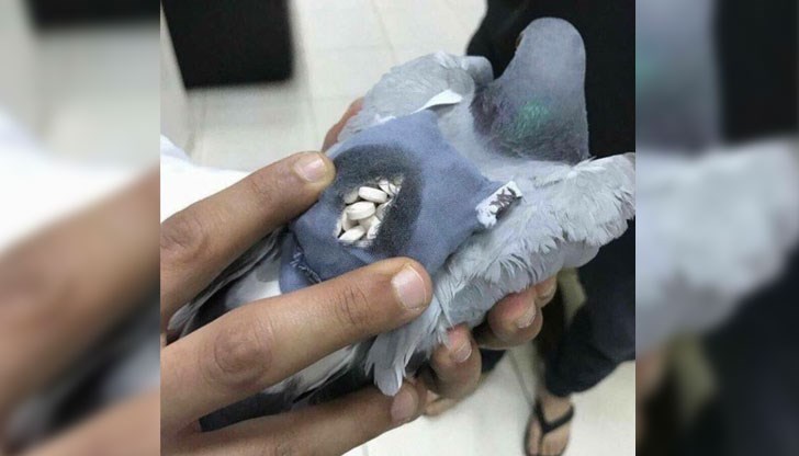 На гърба си гълъбът имал платнена торбичка