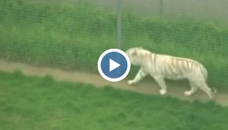 Тигърът се е промъкнал в оградено пространство, където се намирала служителката