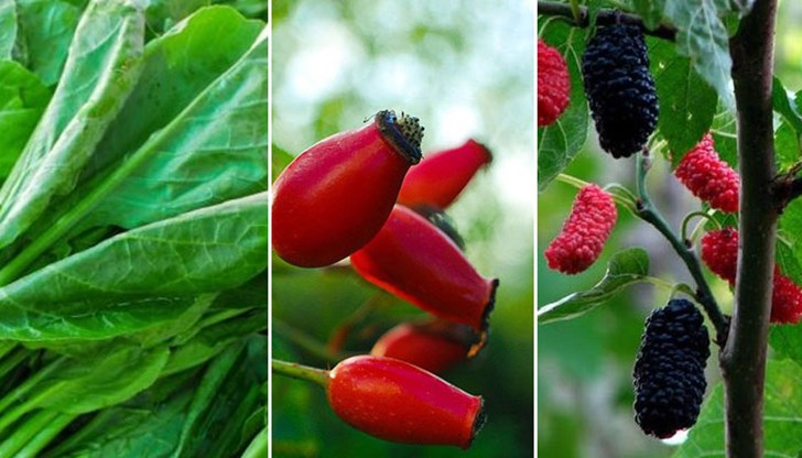 Те са навсякъде около нас – в двора, в парка, на поляните, на полетата Те са навсякъде около нас – в двора, в парка, на поляните, на полетата