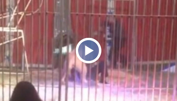 Чуват се писъците на ужасената публика