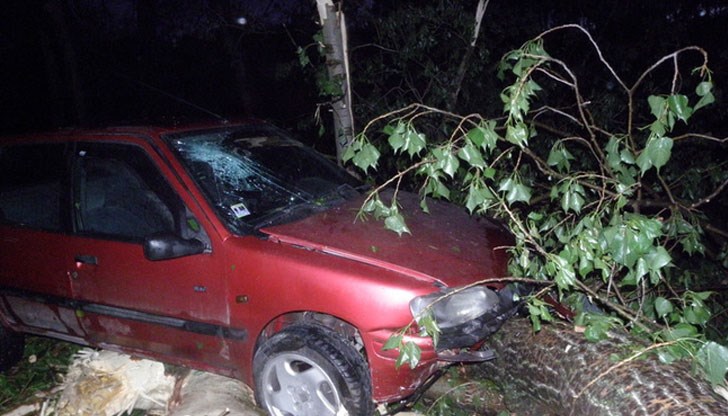Шофьор извади луд късмет дървото да падне секунди преди да мине под него
