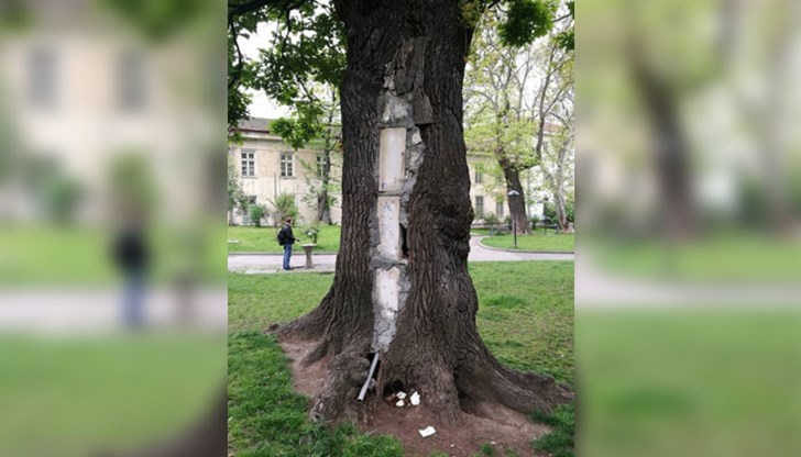 Дърво, запълнено с тухли и цимент, но защо ...