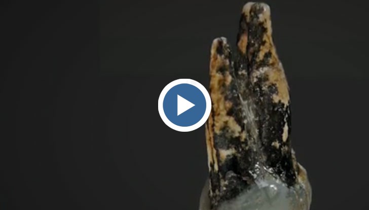 Край Чирпан е открит зъб на повече от 7 милиона години