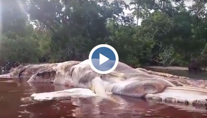 15-метрово морско създание бе намерено мъртво