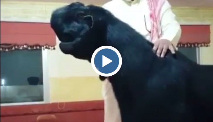 Наистина до сега не сме виждали подобно нещо