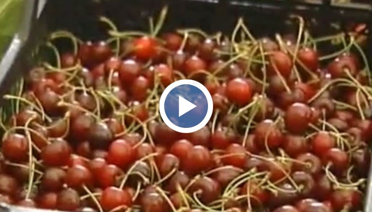 Търговците на череши в този град приемат за легенди, това че килограм от плода се продава на цени от 50 лева