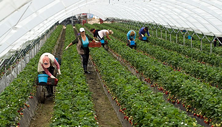 Има и непълнолетни момичета, които встъпват в уговорен от родителите им брак Има и непълнолетни момичета, които встъпват в уговорен от родителите им брак