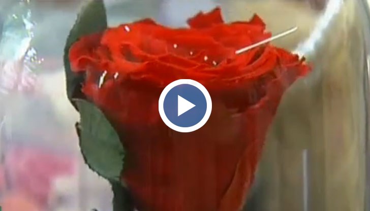 "Вечната роза" - един от най-търсените подаръци през тазгодишните балове