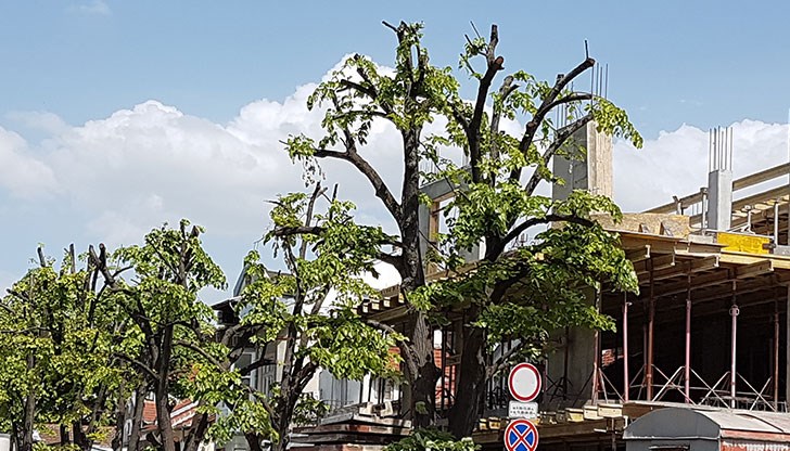 Тези "дървари" да опоскали почти всички дървета по улица "Александровска"