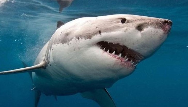 Рибар оцеля по чудо, след като голяма бяла акула скочи в лодката му