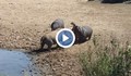 Разгневени хипопотами удавиха носорог