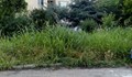 Тревата в квартал "Здравец" стана почти 2 метра