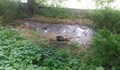Фекалийна драма с "любезното" бездействие на Община - Русе