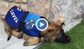 Най-милото полицейско кученце остана без работа