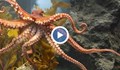 Октопод засне удивителни кадри с открадната камера
