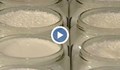 Фирми масово нарушават стандарта за киселото мляко