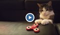 Котка върти спинър