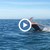 Епична битка между октопод и тюлен